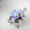 DaisyDaisy