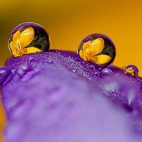 虚空花园园丁