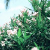 慵懒小乌龟