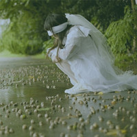 樱花落