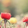 霜花绽放