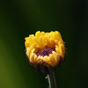 Flower花