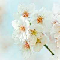 光子指挥官