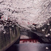 月影竹林