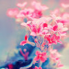 葫芦娃