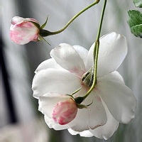 奶香小丸子
